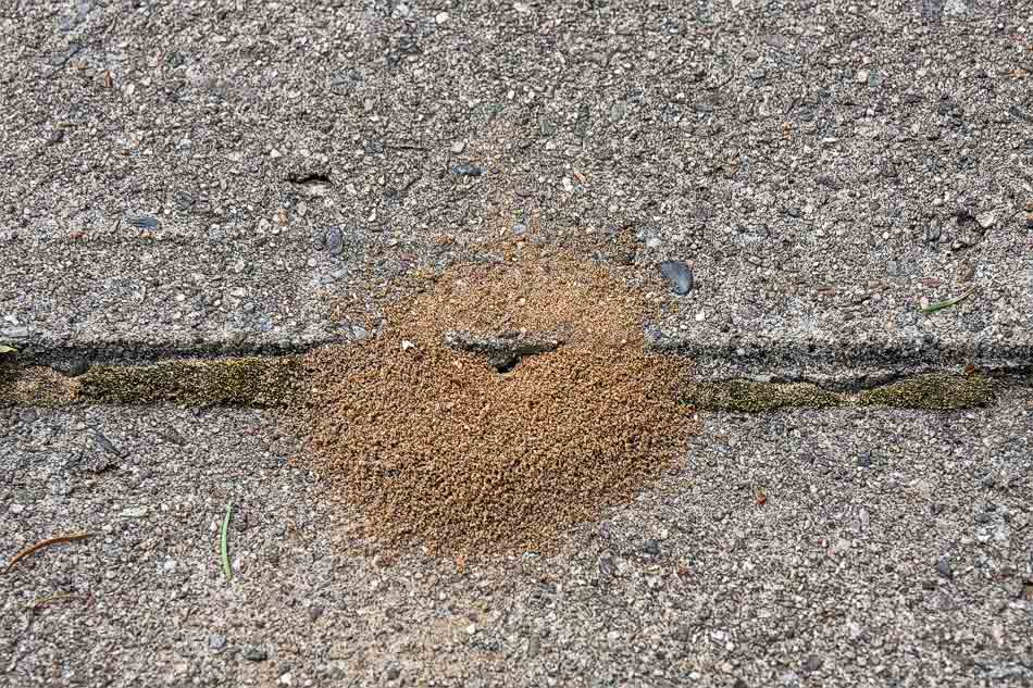 PS454-ants